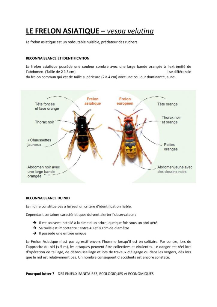 Campagne 2021 frelon asiatique