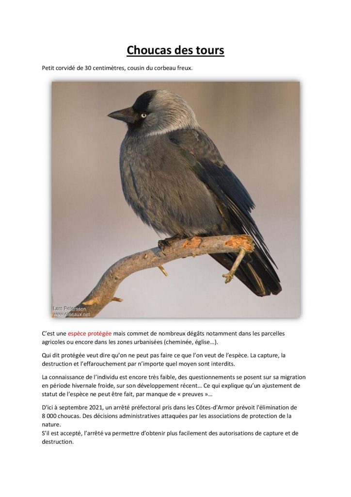 Environnement : choucas des tours et chenilles urticantes