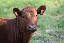 Avis de recherche : vache marron en escapade