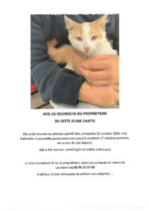 Chatte trouvée : recherche de son propriétaire