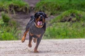 Les devoirs du propriétaire d’un chien : quels sont-ils ?