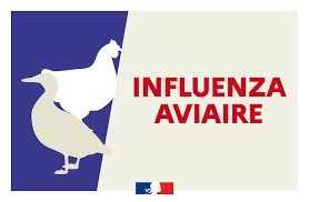 Influenza aviaire hautement pathogène : niveau de risque « élevé »